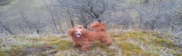 Cockapoo dogs for sale: Cockapoo pups in Wingate - Advert 2