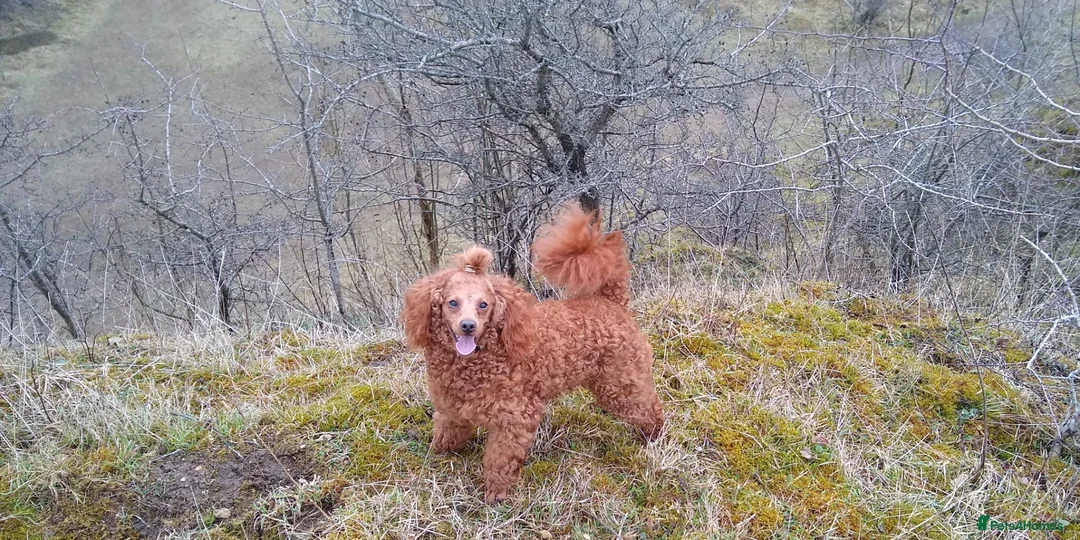 Cockapoo dogs for sale: Cockapoo pups in Wingate - Advert 2