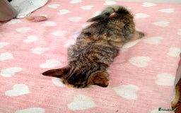 Mixed Breed cats for sale: Bonny kittens ready for their new home - Image 3