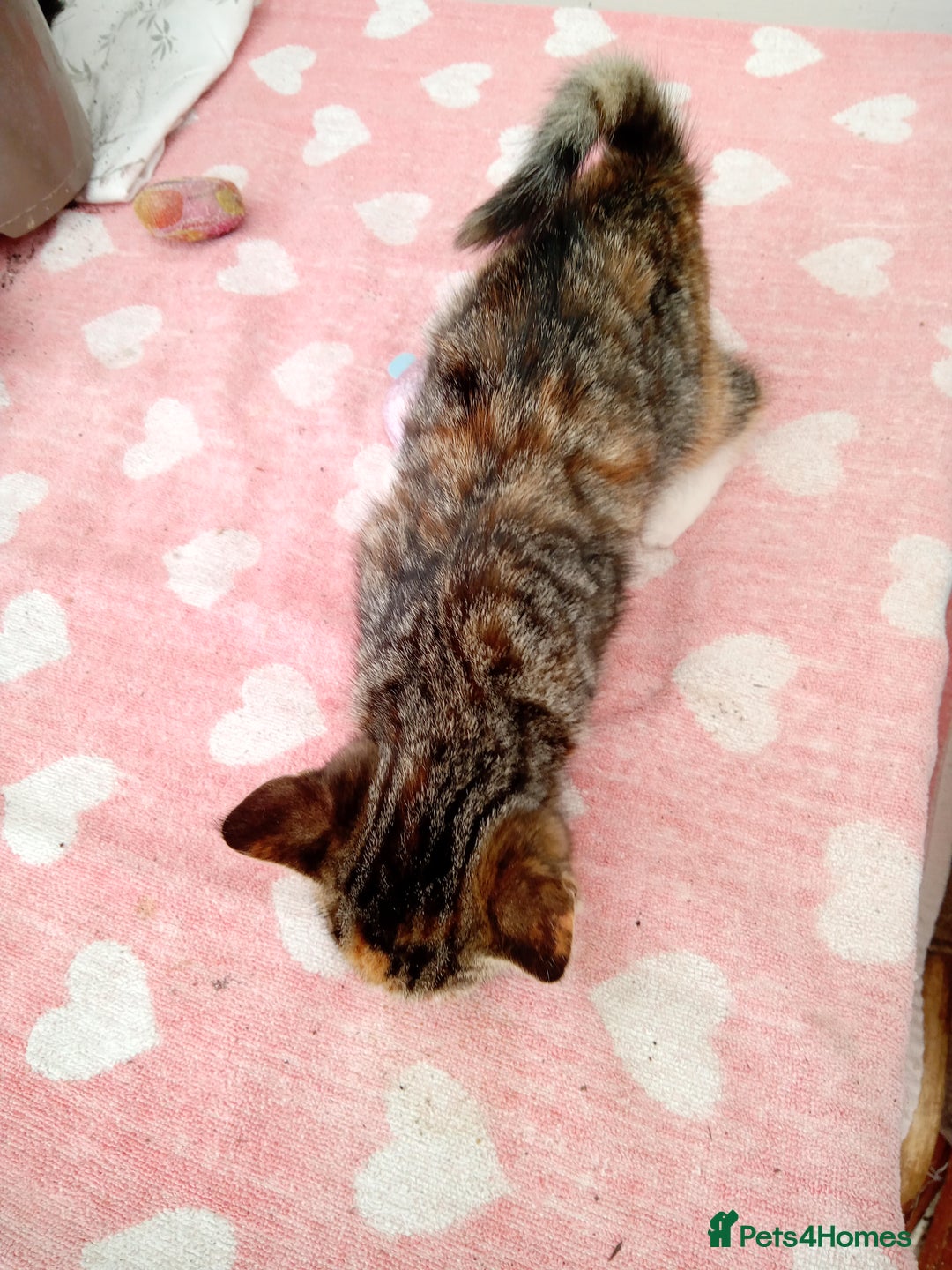 Mixed Breed cats for sale: Bonny kittens ready for their new home - Image 3