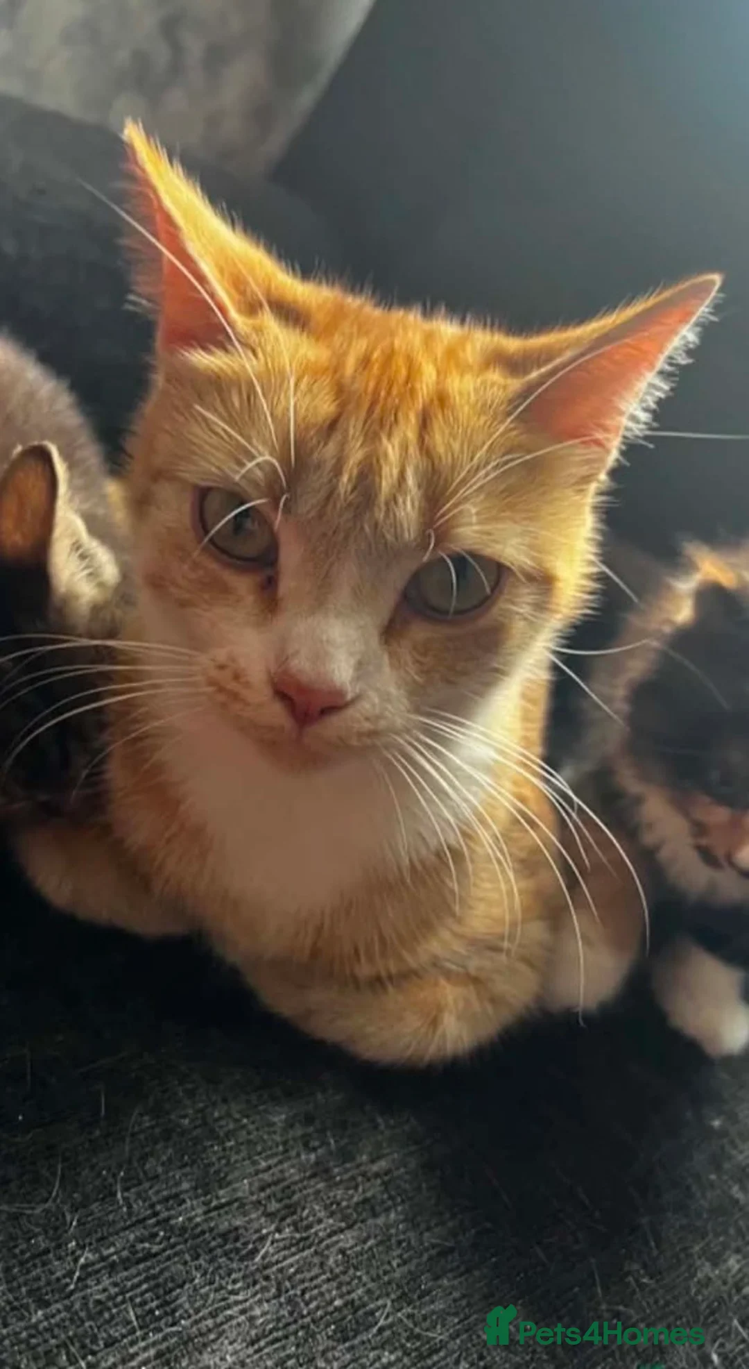 Mixed Breed cats for sale: Merlin - Advert 2