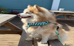 Pomsky dogs for sale: F3 Pomsky Puppies - ready after  **  - Advert 8