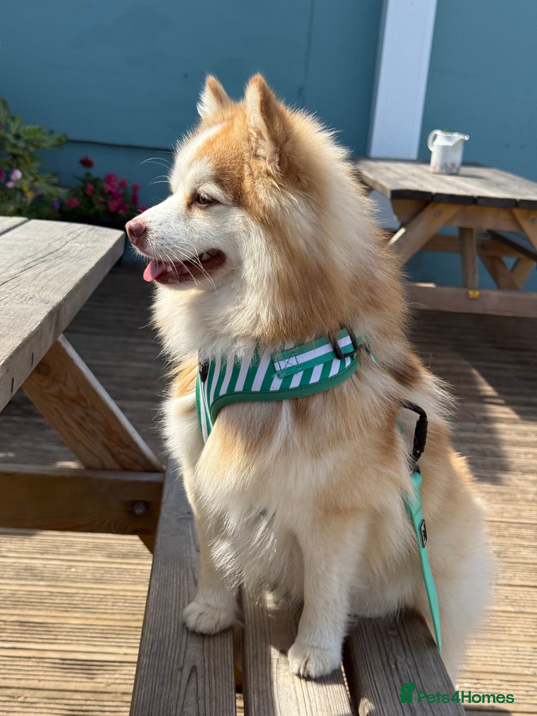 Pomsky dogs for sale: F3 Pomsky Puppies - ready after  **  - Advert 8