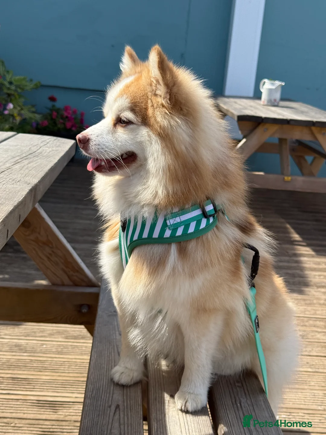 Pomsky dogs for sale: F3 Pomsky Puppies - ready now :)  - Advert 17