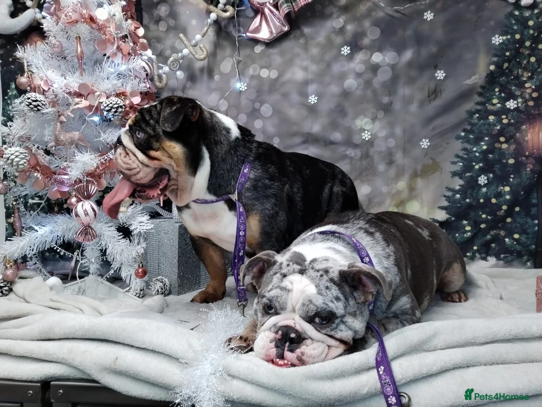 English Bulldog dogs for sale: 4 year old English bulldog  - Advert 5