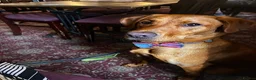 Labrador Retriever dogs for stud: No upfront payment to KC Registered bitches - Advert 1