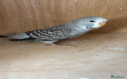 Budgerigars birds for sale: hand reared Grey pied budgie with huge cage - Image 5
