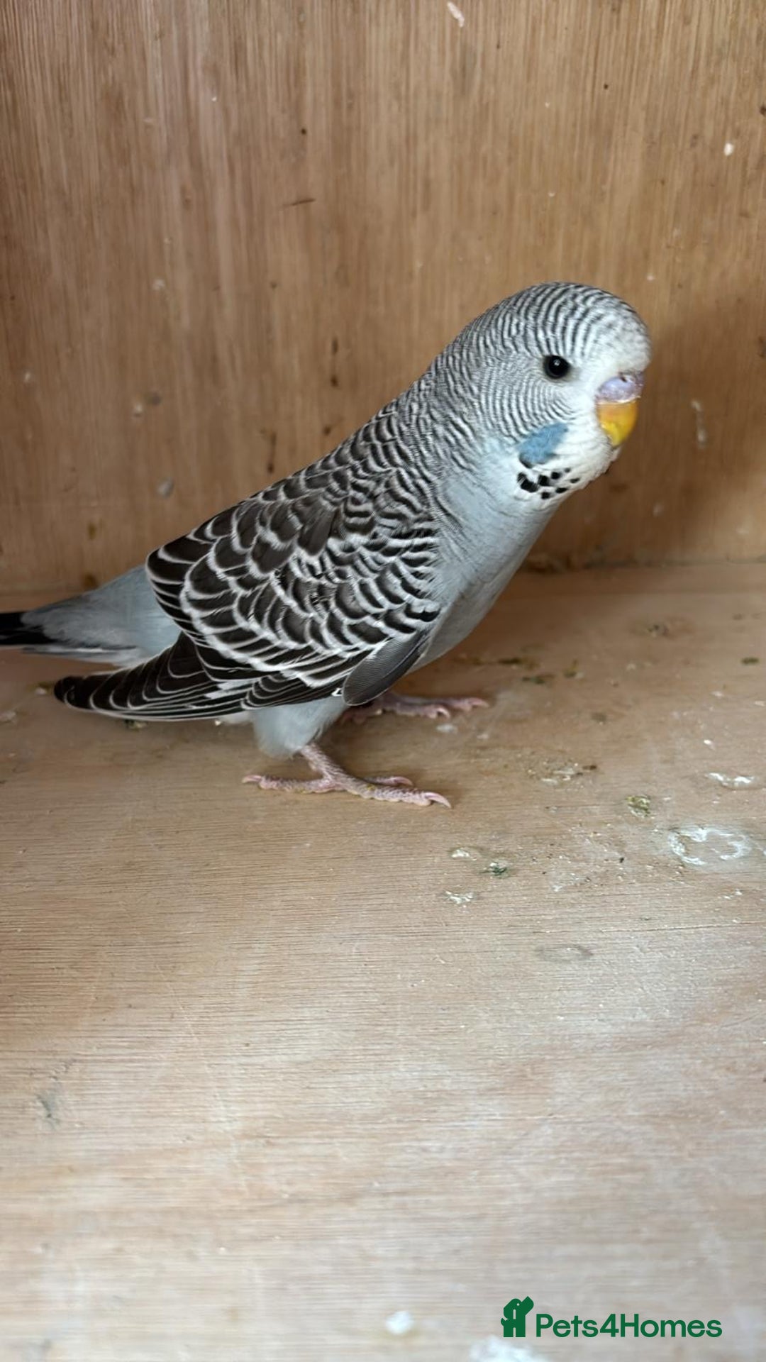 Budgerigars birds for sale: hand reared Grey pied budgie with huge cage - Image 5