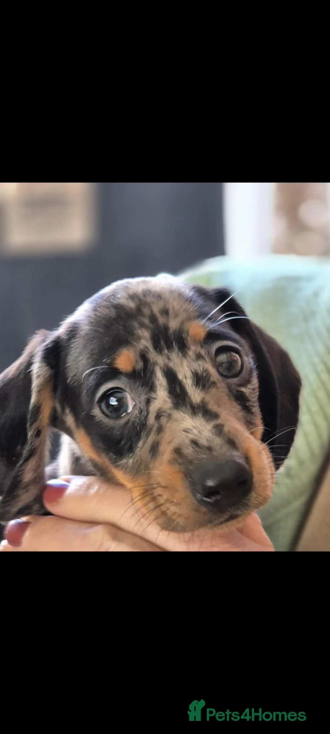 Miniature Dachshund dogs for sale: Grey black and tan dapple female - Advert 4