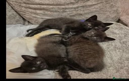 British Shorthair cats for sale: British shorthair cross kittens - Image 6