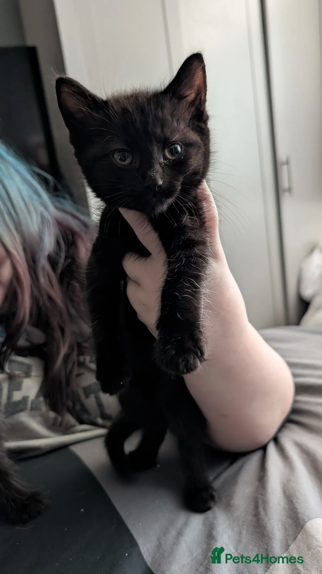 Mixed Breed cats for sale: Need gone asap  - Advert 2