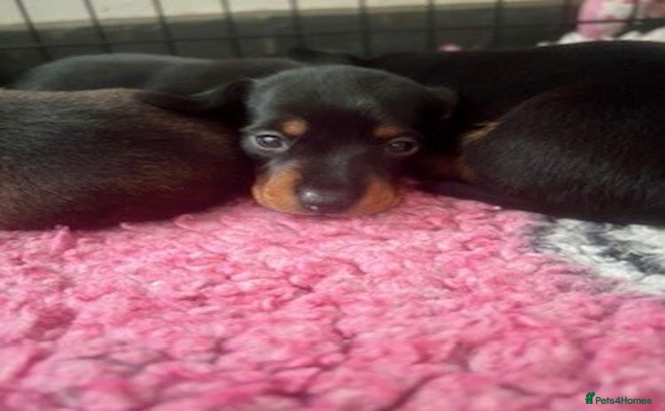 Miniature Dachshund dogs - Advert 14