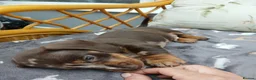 Miniature Dachshund dogs for sale: Miniature dachshund puppies  - Advert 3