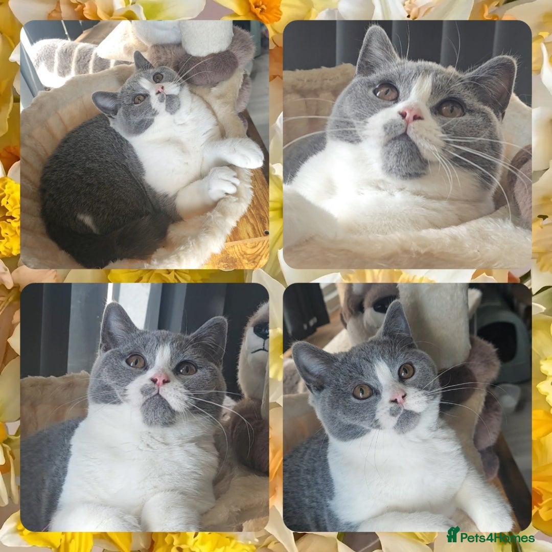 British Shorthair cats 4 perfect british shorthair kittens  - Advert 14