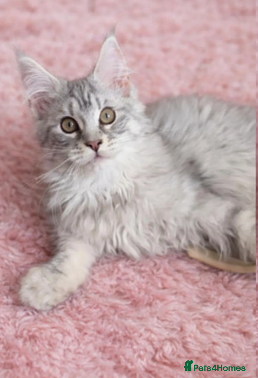 Maine Coon cats for sale: READY TO LEAVE Registered Maine coon kittens  - Advert 2