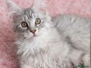 Maine Coon cats READY TO LEAVE Registered Maine coon kittens - Advert 13