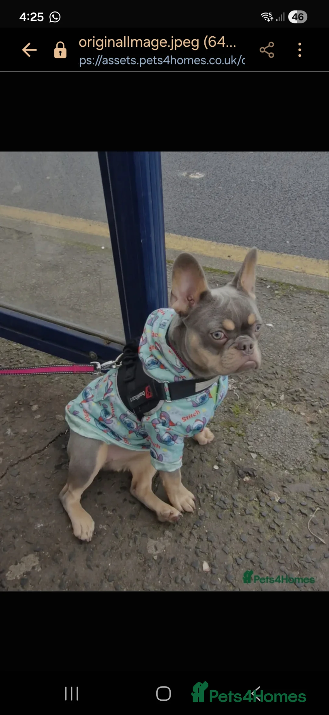 French Bulldog dogs for sale: For sale  - Advert 1