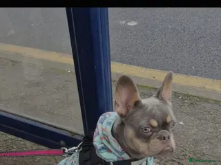 French Bulldog dogs For sale - Advert 16