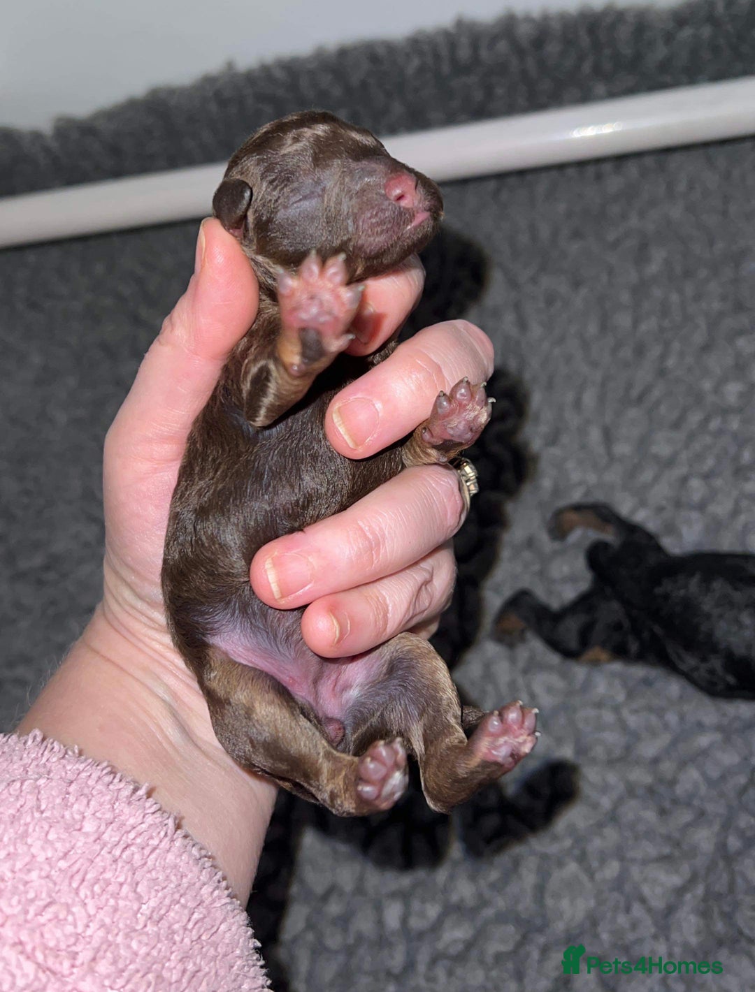 Toy Poodle dogs for stud: Kc health tested toy poodle for stud in Torpoint - Advert 9