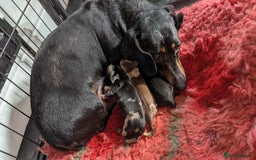Miniature Dachshund dogs for sale: Beautiful KC miniature dachshund puppies - Image 24