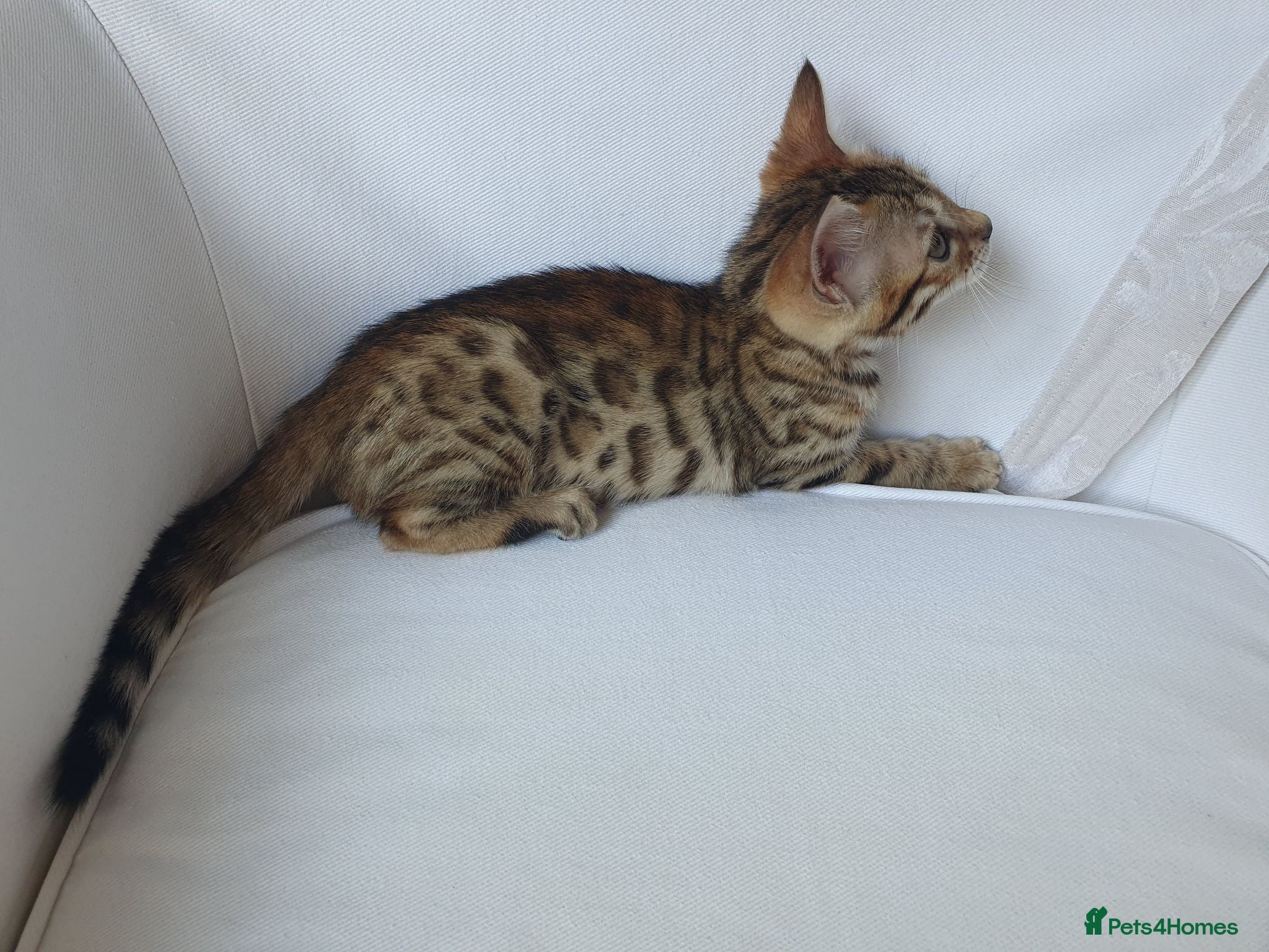 Bengal cats Pure Bengal breed - 3 girls left  - Advert 1