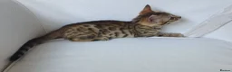 Bengal cats for sale: Pure Bengal breed - 3 girls left  - Advert 1