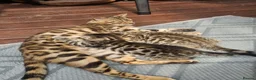 Mixed Breed cats for sale: Stunning Bengal mix Kitten  - Advert 11