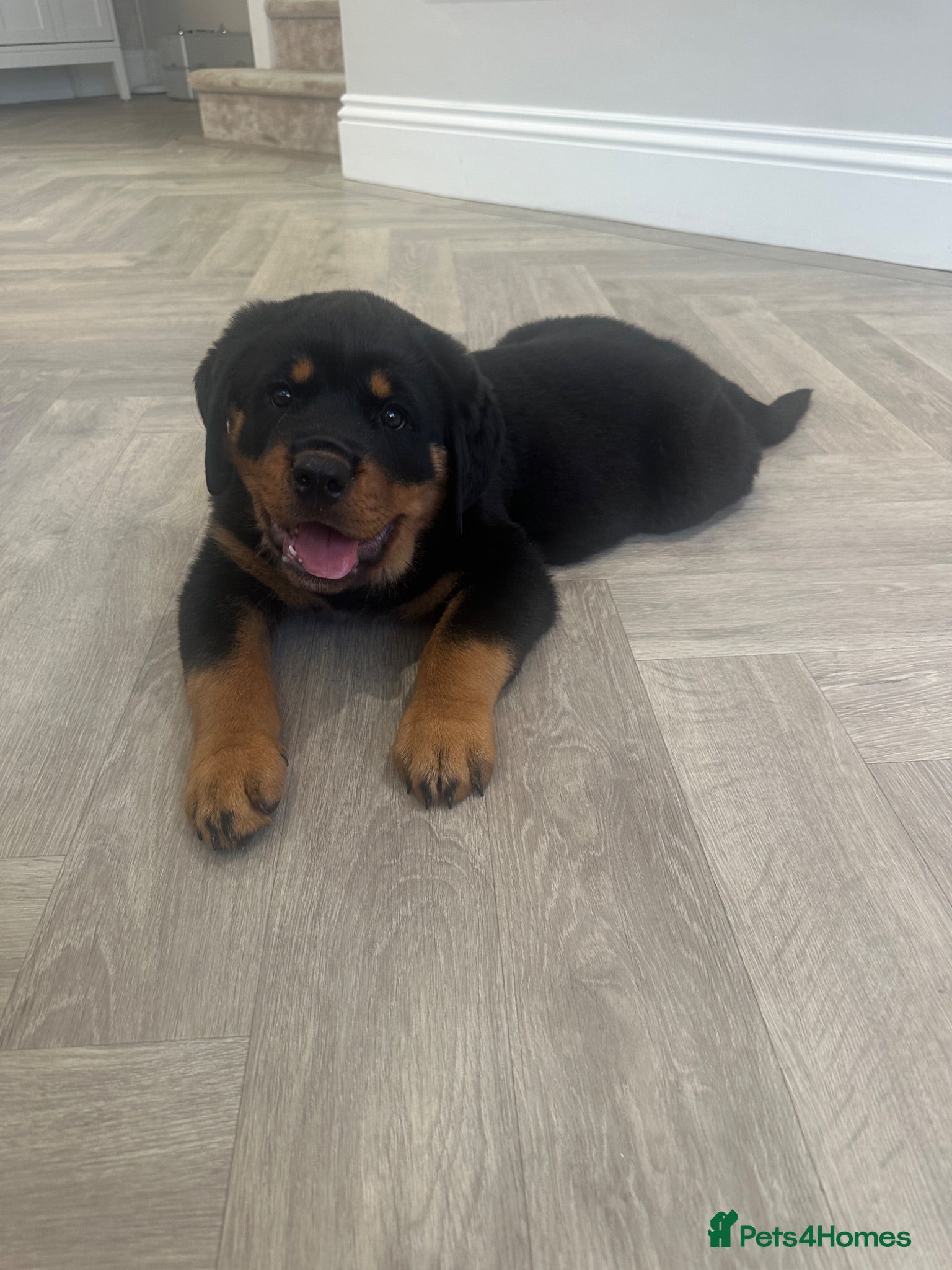Rottweiler dogs OUTSTANDING QUALITY GERMAN ROTTWEILER PUPPIES  - Advert 2