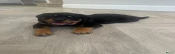 Rottweiler dogs for sale: OUTSTANDING QUALITY GERMAN ROTTWEILER PUPPIES  - Advert 2