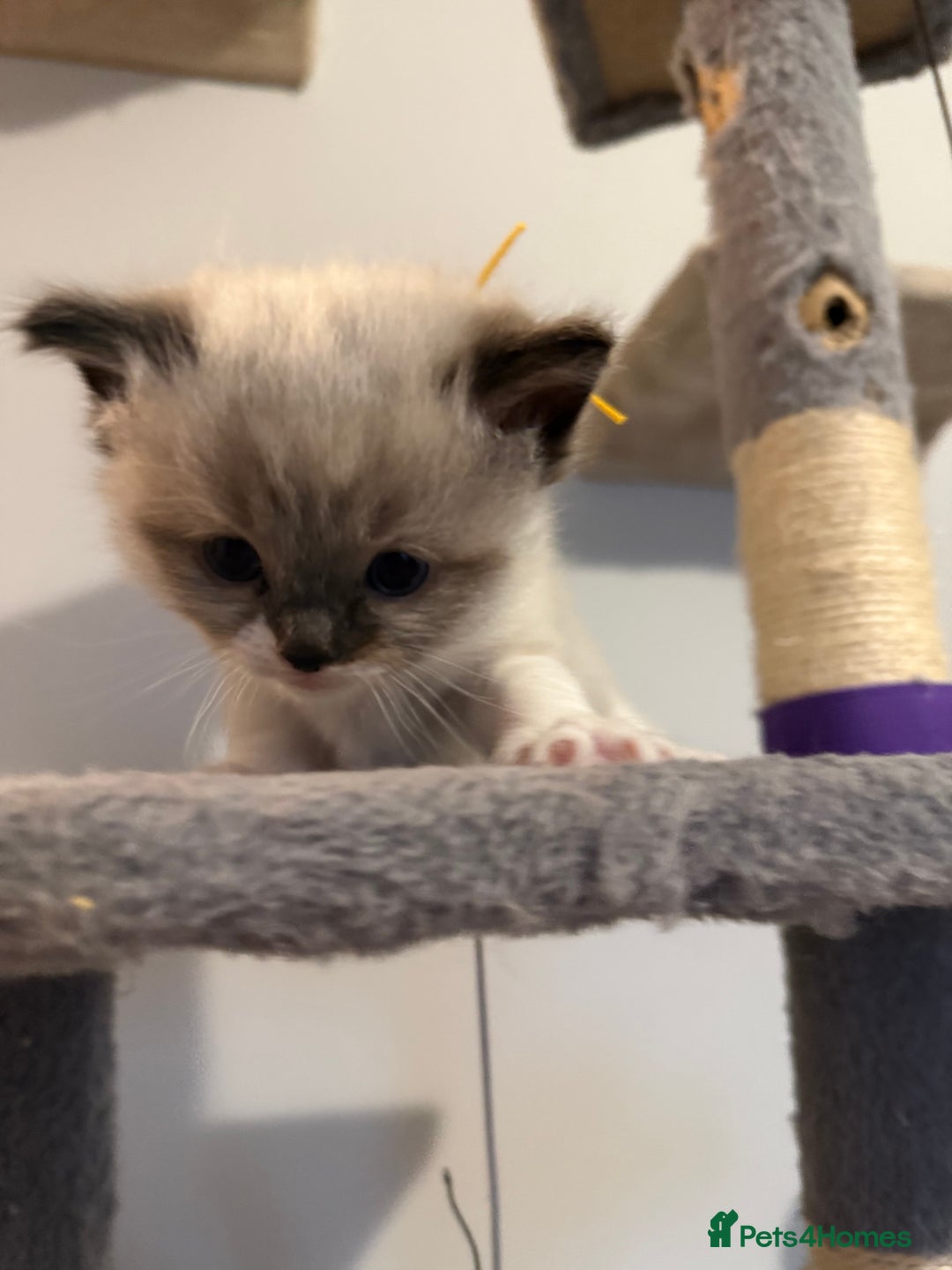 Ragdoll cats for sale: Ragdoll - Advert 7