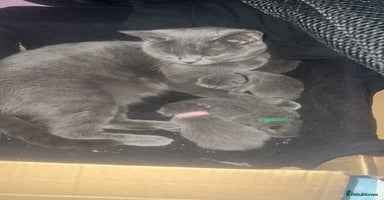 British Shorthair cats - Advert 8