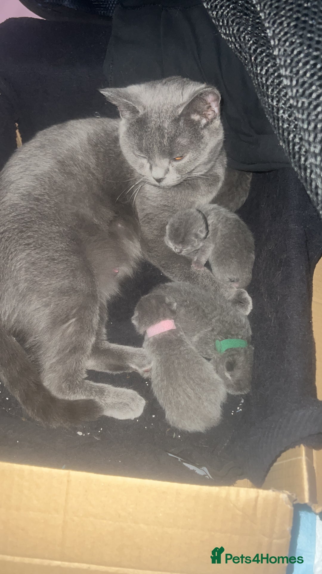 British Shorthair cats for sale: British Shorthair  - Image 2