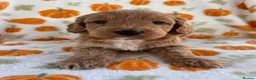 Cockapoo dogs for sale: Beautiful cockapoo puppys - Advert 7