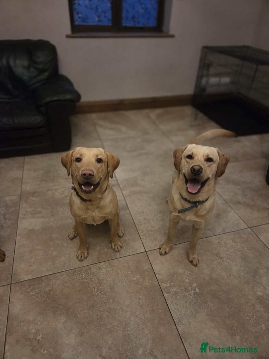 Labrador Retriever dogs for sale: Lovely Lab looking for Love - Advert 1