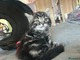Mixed Breed cats Beautiful long hair tabby kitten remaining 💙 - Advert 12
