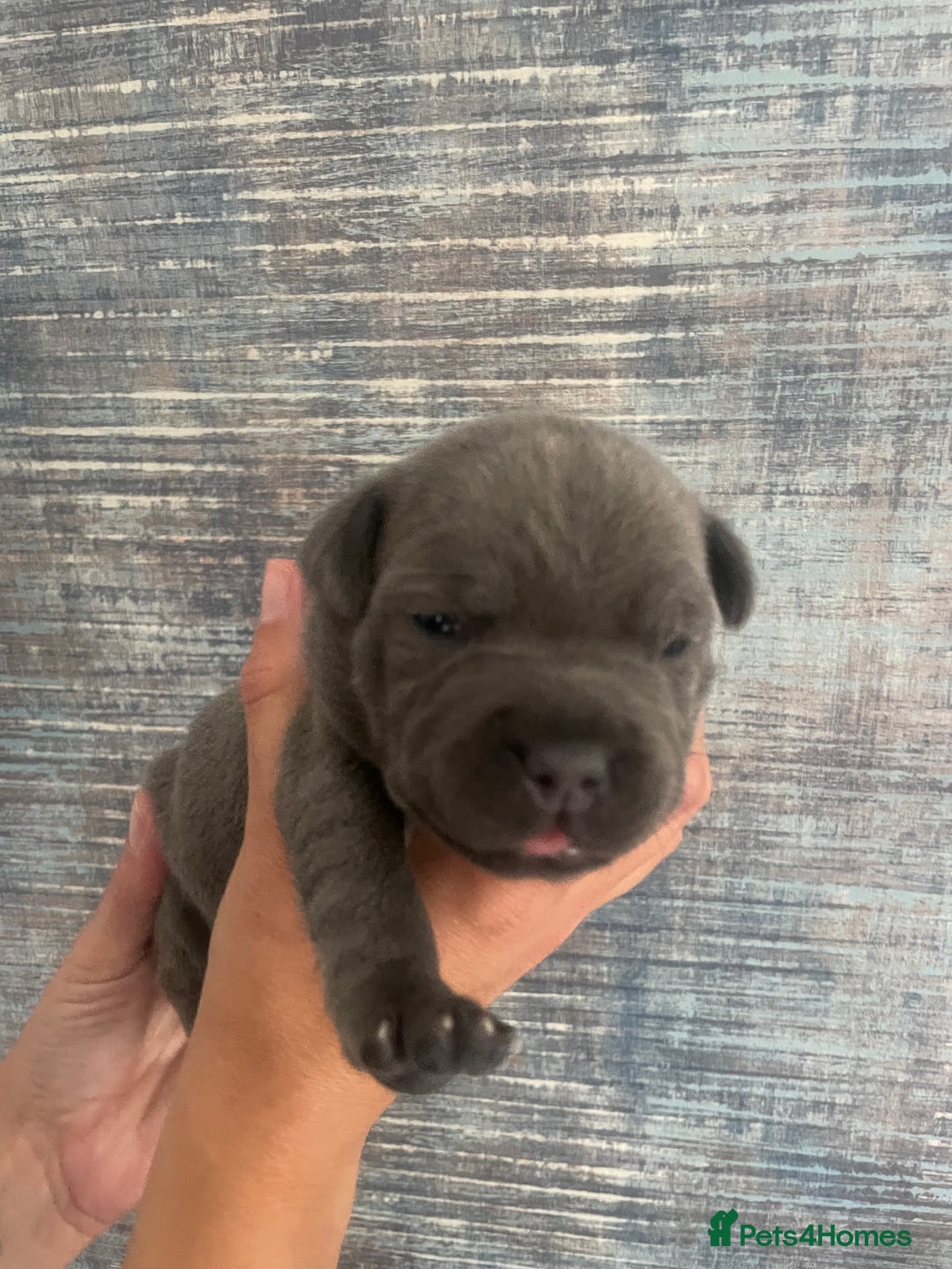 Staffordshire Bull Terrier dogs for sale: Blue Staffordshire bull terrier kc registered ❗️ - Image 19