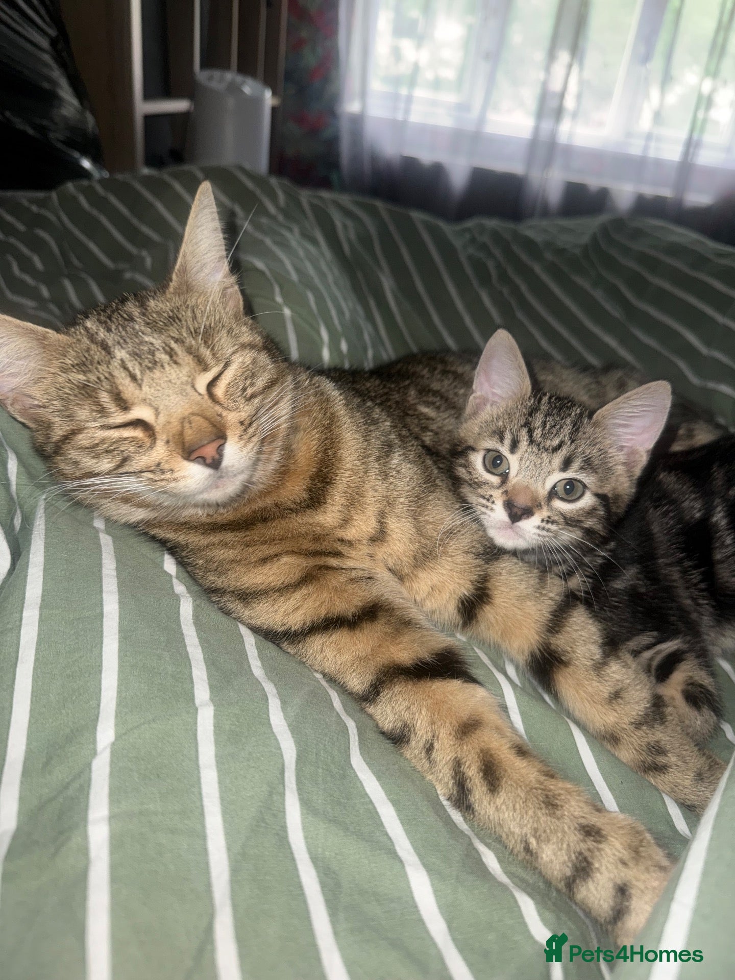 Mixed Breed cats Beautiful Bengal Mix kittens - Advert 1