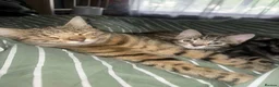 Mixed Breed cats for sale: Beautiful Bengal Mix kittens - Advert 1