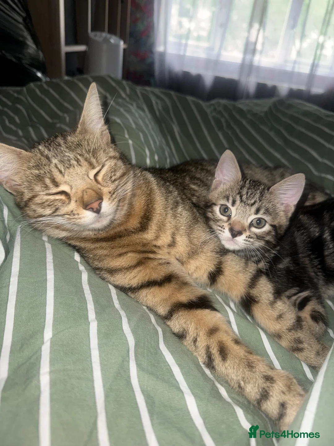 Mixed Breed cats for sale: Beautiful Bengal Mix kittens - Advert 1