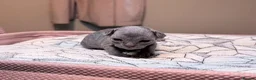 Devon Rex cats for sale: Beautiful blue boy!!!!! - Advert 6