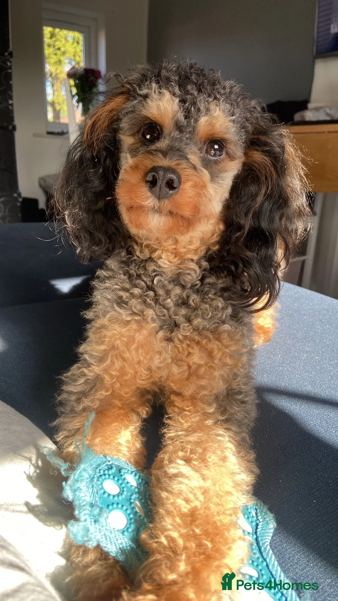 Cavapoo dogs for sale: Beautiful Cavapoo Puppies Ready to leave end ofFeb - Advert 9