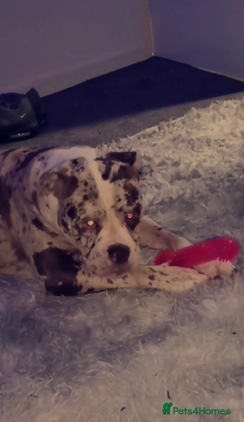 Alapaha Blue Blood Bulldog dogs Luna looking for stud - Advert 11