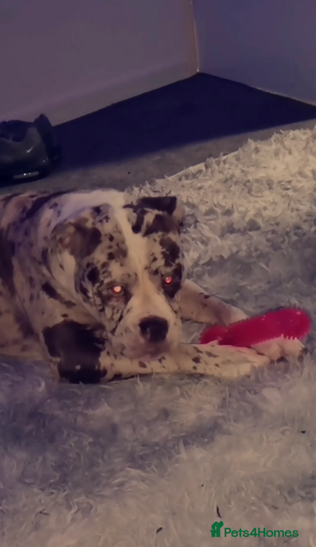 Alapaha Blue Blood Bulldog dogs for stud: Luna looking for stud - Advert 1