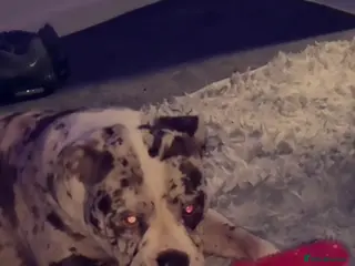 Alapaha Blue Blood Bulldog dogs Luna looking for stud - Advert 11