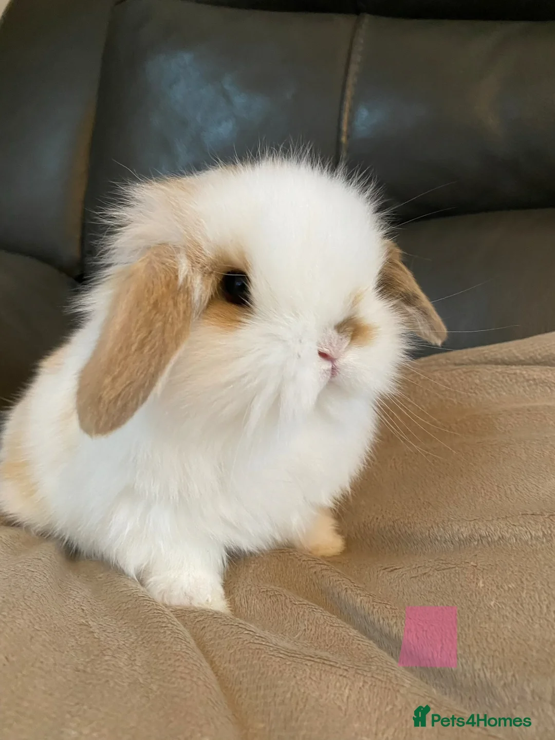 Mini Lop rabbits for sale: Mini lop litter ready soon. - Advert 1