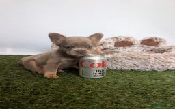 French Bulldog dogs for sale: Fluffy French Bulldogs/DNA Tested Parents  - Image 29