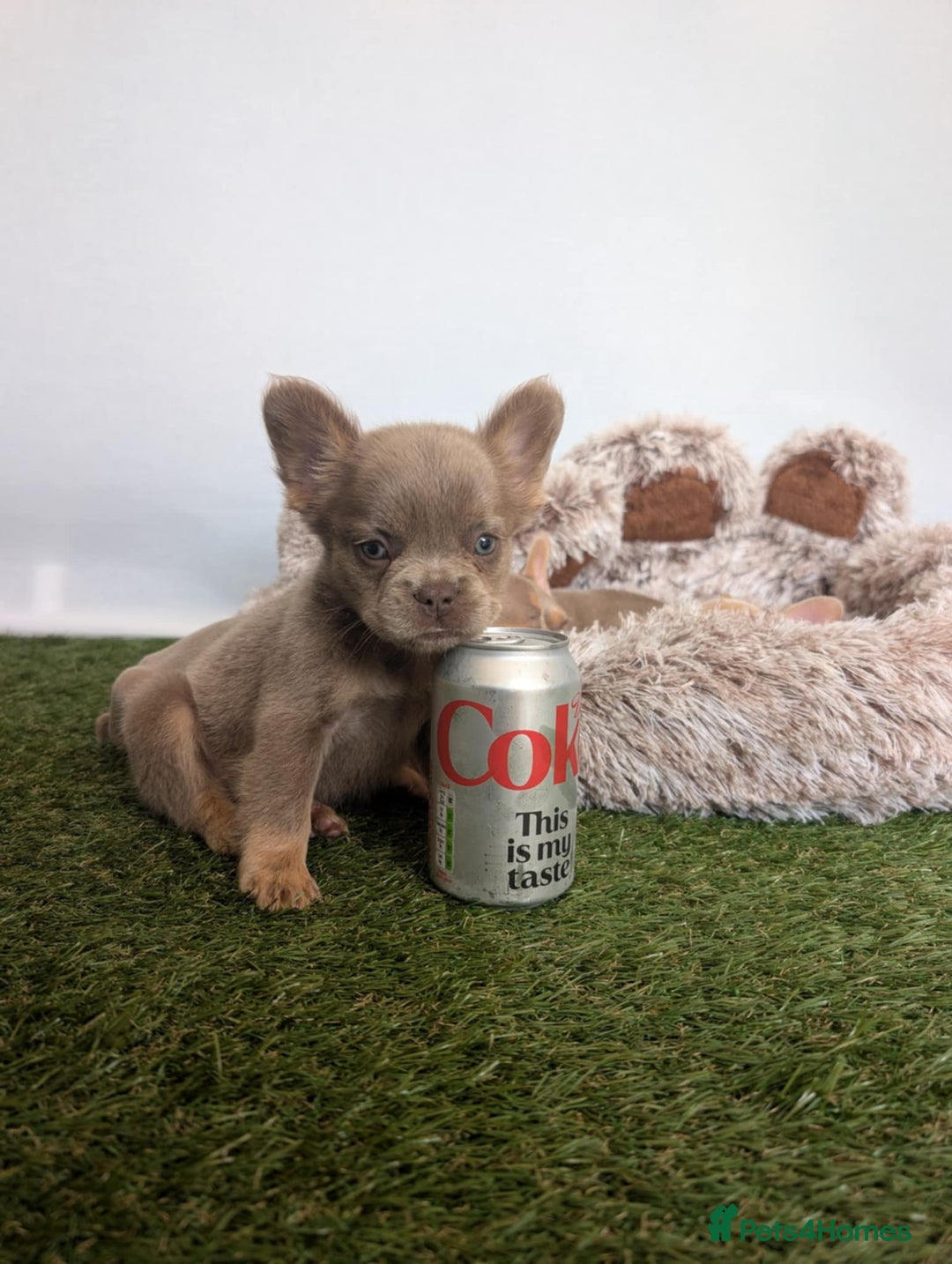 French Bulldog dogs for sale: Fluffy French Bulldogs/DNA Tested Parents  - Image 29