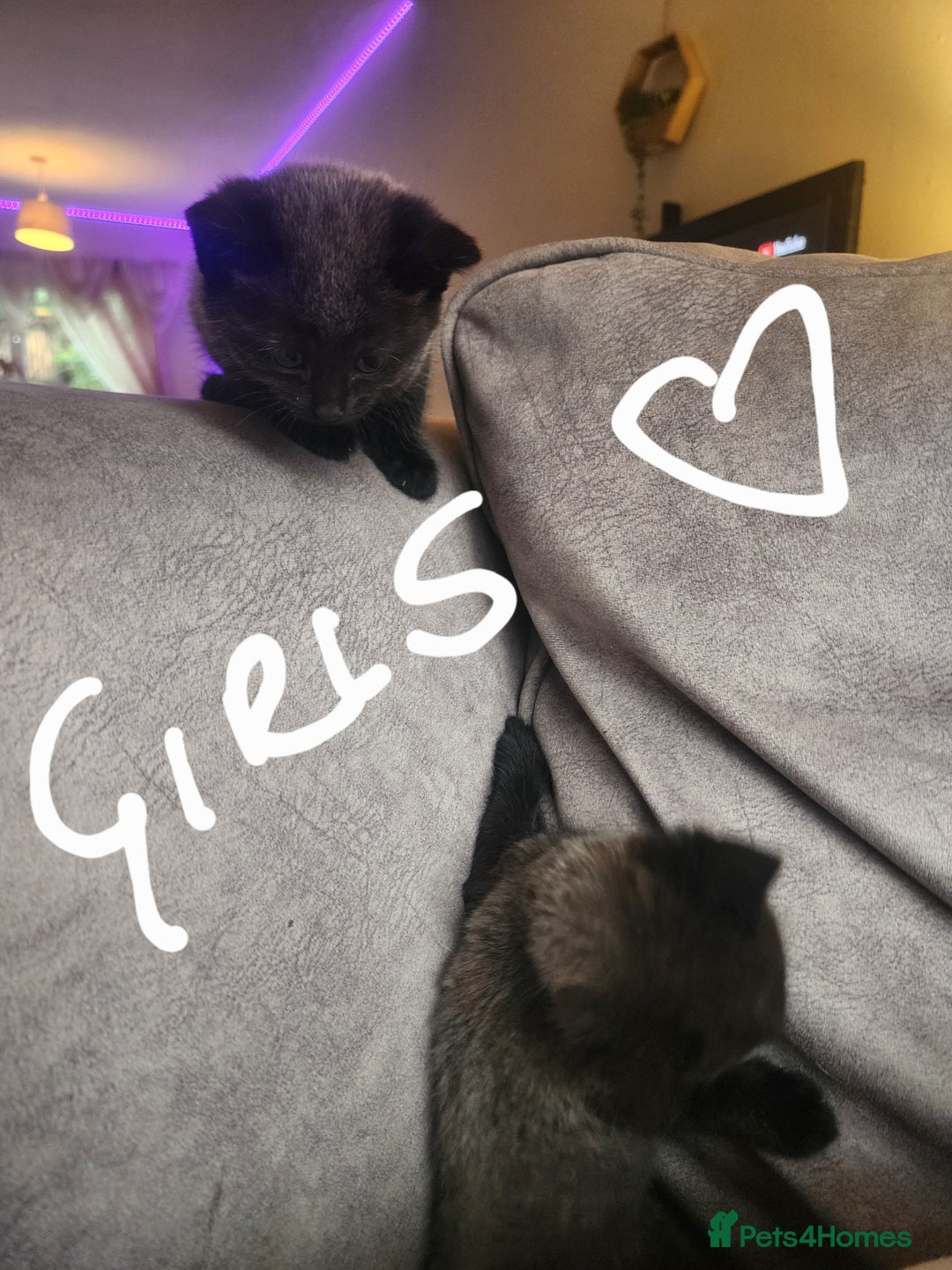 British Shorthair cats for sale: 5 beautiful british shorthair kittens - Image 28
