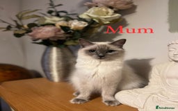 Ragdoll cats for sale: Beautiful Chunky Ragdoll Kittens For Sale - Image 11