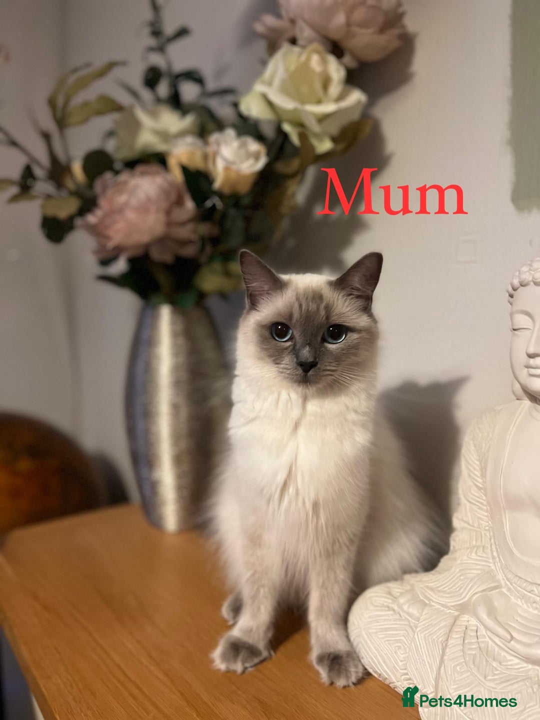 Ragdoll cats for sale: Beautiful Chunky Ragdoll Kittens For Sale - Image 11